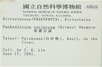 厚網目藻藏品圖，第2張