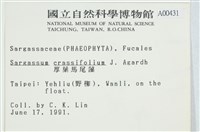 厚葉馬尾藻藏品圖，第2張