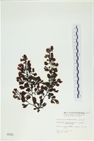 厚葉馬尾藻藏品圖，第1張