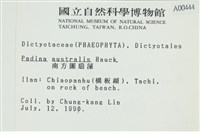 南方團扇藻藏品圖，第2張