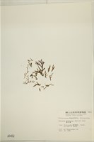 網目藻藏品圖，第3張