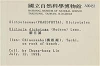 網目藻藏品圖，第2張