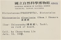 海網蕨藏品圖，第2張