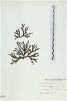 厚網目藻藏品圖，第1張