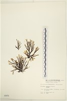 厚緣藻藏品圖，第1張