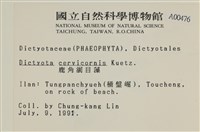 鹿角網地藻藏品圖，第2張