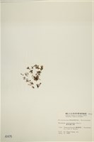 鹿角網地藻藏品圖，第3張