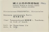 鹿角網地藻藏品圖，第2張