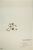 鹿角網地藻藏品圖，第3張
