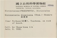 海網蕨藏品圖，第2張