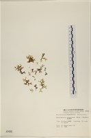 海網蕨藏品圖，第1張