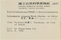 袋苔, 囊藻藏品圖，第2張