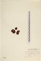 袋苔, 囊藻藏品圖，第3張