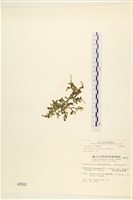 登錄號:A00000502藏品圖，第3張