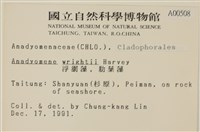 浮網藻, 肋葉藻藏品圖，第2張