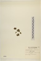 浮網藻, 肋葉藻藏品圖，第3張