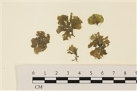 浮網藻, 肋葉藻藏品圖，第1張