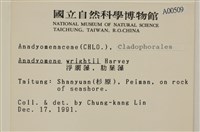 浮網藻, 肋葉藻藏品圖，第2張