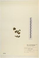 浮網藻, 肋葉藻藏品圖，第3張