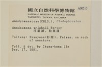 浮網藻, 肋葉藻藏品圖，第2張