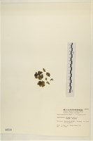 浮網藻, 肋葉藻藏品圖，第3張