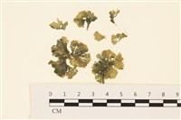 浮網藻, 肋葉藻藏品圖，第1張