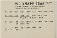 曲玉藻, 香蕉菜, 玉茄藻藏品圖，第2張