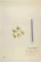曲玉藻, 香蕉菜, 玉茄藻藏品圖，第3張