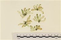 曲玉藻, 香蕉菜, 玉茄藻藏品圖，第1張