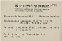 曲玉藻, 香蕉菜, 玉茄藻藏品圖，第2張