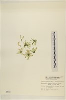 曲玉藻, 香蕉菜, 玉茄藻藏品圖，第3張