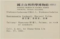 曲玉藻, 香蕉菜, 玉茄藻藏品圖，第2張