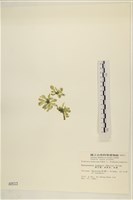 曲玉藻, 香蕉菜, 玉茄藻藏品圖，第3張