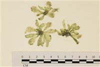 曲玉藻, 香蕉菜, 玉茄藻藏品圖，第1張