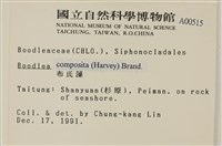 布氏藻藏品圖，第2張
