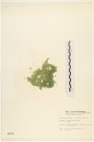 布氏藻藏品圖，第3張