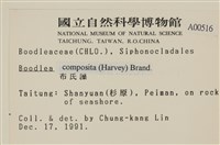 布氏藻藏品圖，第2張