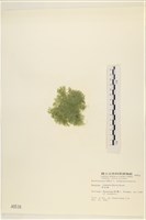 布氏藻藏品圖，第3張