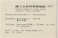 偏列羽藻藏品圖，第2張