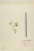 偏列羽藻藏品圖，第3張