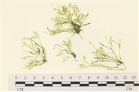 偏列羽藻藏品圖，第1張