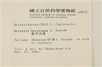 偏列羽藻藏品圖，第2張