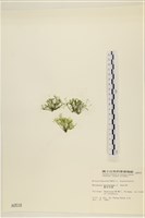 偏列羽藻藏品圖，第3張