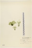 偏列羽藻藏品圖，第3張