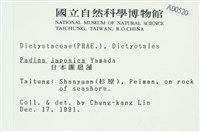 日本海扇, 日本團扇藻藏品圖，第2張