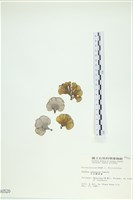 日本海扇, 日本團扇藻藏品圖，第1張
