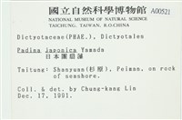日本海扇, 日本團扇藻藏品圖，第2張