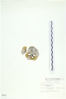 日本海扇, 日本團扇藻藏品圖，第3張
