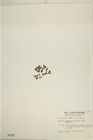 網目藻藏品圖，第3張