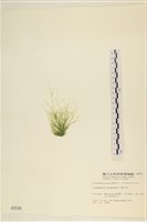 登錄號:A00000540藏品圖，第3張